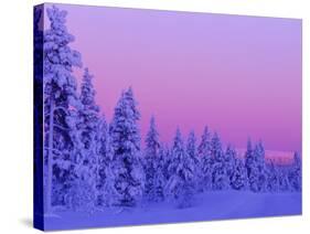 Sunset in the Lappish Winter, Finland-Daisy Gilardini-Stretched Canvas