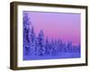 Sunset in the Lappish Winter, Finland-Daisy Gilardini-Framed Premium Photographic Print