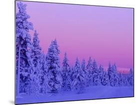 Sunset in the Lappish Winter, Finland-Daisy Gilardini-Mounted Photographic Print