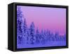 Sunset in the Lappish Winter, Finland-Daisy Gilardini-Framed Stretched Canvas