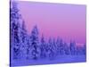 Sunset in the Lappish Winter, Finland-Daisy Gilardini-Stretched Canvas