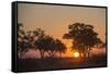 Sunset in the Savuti marsh, Botswana, Africa-Sergio Pitamitz-Framed Stretched Canvas