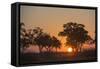 Sunset in the Savuti marsh, Botswana, Africa-Sergio Pitamitz-Framed Stretched Canvas