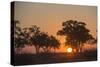 Sunset in the Savuti marsh, Botswana, Africa-Sergio Pitamitz-Stretched Canvas