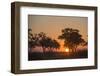 Sunset in the Savuti marsh, Botswana, Africa-Sergio Pitamitz-Framed Photographic Print