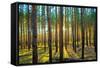 Sunset in the Scotch Fir Forest, Autumn-Irochka-Framed Stretched Canvas