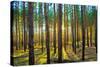 Sunset in the Scotch Fir Forest, Autumn-Irochka-Stretched Canvas