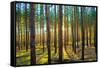 Sunset in the Scotch Fir Forest, Autumn-Irochka-Framed Stretched Canvas