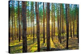 Sunset in the Scotch Fir Forest, Autumn-Irochka-Stretched Canvas