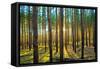 Sunset in the Scotch Fir Forest, Autumn-Irochka-Framed Stretched Canvas