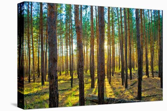 Sunset in the Scotch Fir Forest, Autumn-Irochka-Stretched Canvas