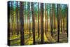 Sunset in the Scotch Fir Forest, Autumn-Irochka-Stretched Canvas