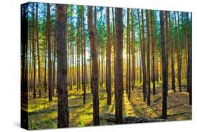 Sunset in the Scotch Fir Forest, Autumn-Irochka-Stretched Canvas