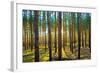 Sunset in the Scotch Fir Forest, Autumn-Irochka-Framed Photographic Print