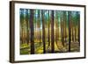 Sunset in the Scotch Fir Forest, Autumn-Irochka-Framed Photographic Print