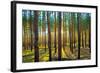 Sunset in the Scotch Fir Forest, Autumn-Irochka-Framed Photographic Print