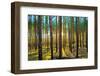 Sunset in the Scotch Fir Forest, Autumn-Irochka-Framed Photographic Print