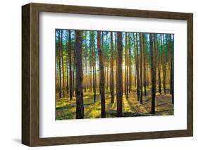 Sunset in the Scotch Fir Forest, Autumn-Irochka-Framed Photographic Print