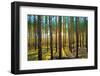 Sunset in the Scotch Fir Forest, Autumn-Irochka-Framed Photographic Print