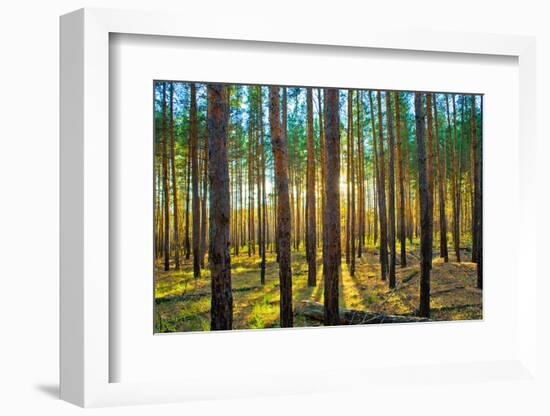 Sunset in the Scotch Fir Forest, Autumn-Irochka-Framed Photographic Print