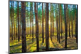 Sunset in the Scotch Fir Forest, Autumn-Irochka-Mounted Photographic Print