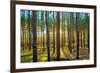 Sunset in the Scotch Fir Forest, Autumn-Irochka-Framed Photographic Print