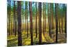 Sunset in the Scotch Fir Forest, Autumn-Irochka-Mounted Photographic Print