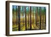 Sunset in the Scotch Fir Forest, Autumn-Irochka-Framed Photographic Print