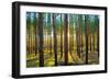 Sunset in the Scotch Fir Forest, Autumn-Irochka-Framed Photographic Print