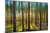 Sunset in the Scotch Fir Forest, Autumn-Irochka-Mounted Photographic Print