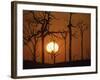 Sunset in Tropical Rainforest after Destruction by Fire, Brazil-Martin Dohrn-Framed Photographic Print