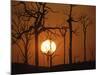 Sunset in Tropical Rainforest after Destruction by Fire, Brazil-Martin Dohrn-Mounted Photographic Print