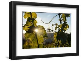 Sunset in Vineyard in the Lake Chelan AVA, Washington, USA-Richard Duval-Framed Photographic Print