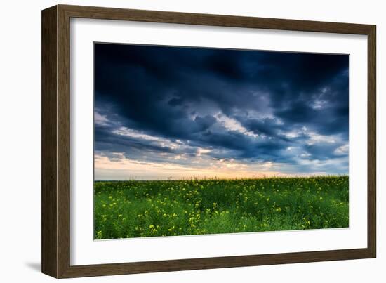 Sunset in Yellow Rapeseed Field-Oleg Saenco-Framed Photographic Print