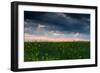 Sunset in Yellow Rapeseed Field-Oleg Saenco-Framed Photographic Print