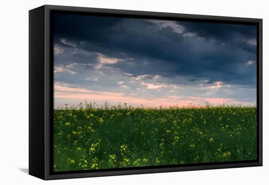 Sunset in Yellow Rapeseed Field-Oleg Saenco-Framed Stretched Canvas