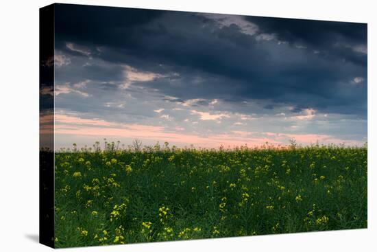 Sunset in Yellow Rapeseed Field-Oleg Saenco-Stretched Canvas