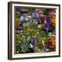 Sunset Irises-Mindy Sommers-Framed Giclee Print