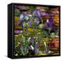 Sunset Irises-Mindy Sommers-Framed Stretched Canvas