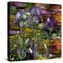 Sunset Irises-Mindy Sommers-Stretched Canvas