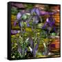 Sunset Irises-Mindy Sommers-Framed Stretched Canvas