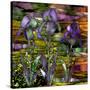 Sunset Irises-Mindy Sommers-Stretched Canvas