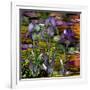 Sunset Irises-Mindy Sommers-Framed Giclee Print