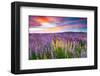 Sunset Is In The Flower Field-null-Framed Art Print