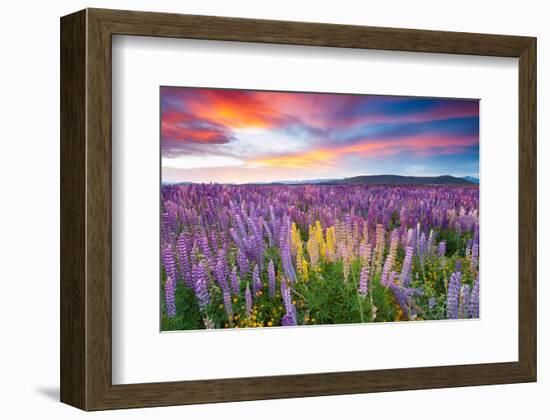 Sunset Is In The Flower Field-null-Framed Art Print