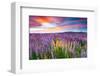 Sunset Is In The Flower Field-null-Framed Art Print