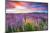 Sunset Is In The Flower Field-null-Mounted Art Print