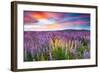 Sunset Is In The Flower Field-null-Framed Art Print