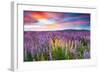 Sunset Is In The Flower Field-null-Framed Art Print