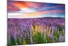 Sunset Is In The Flower Field-null-Mounted Art Print